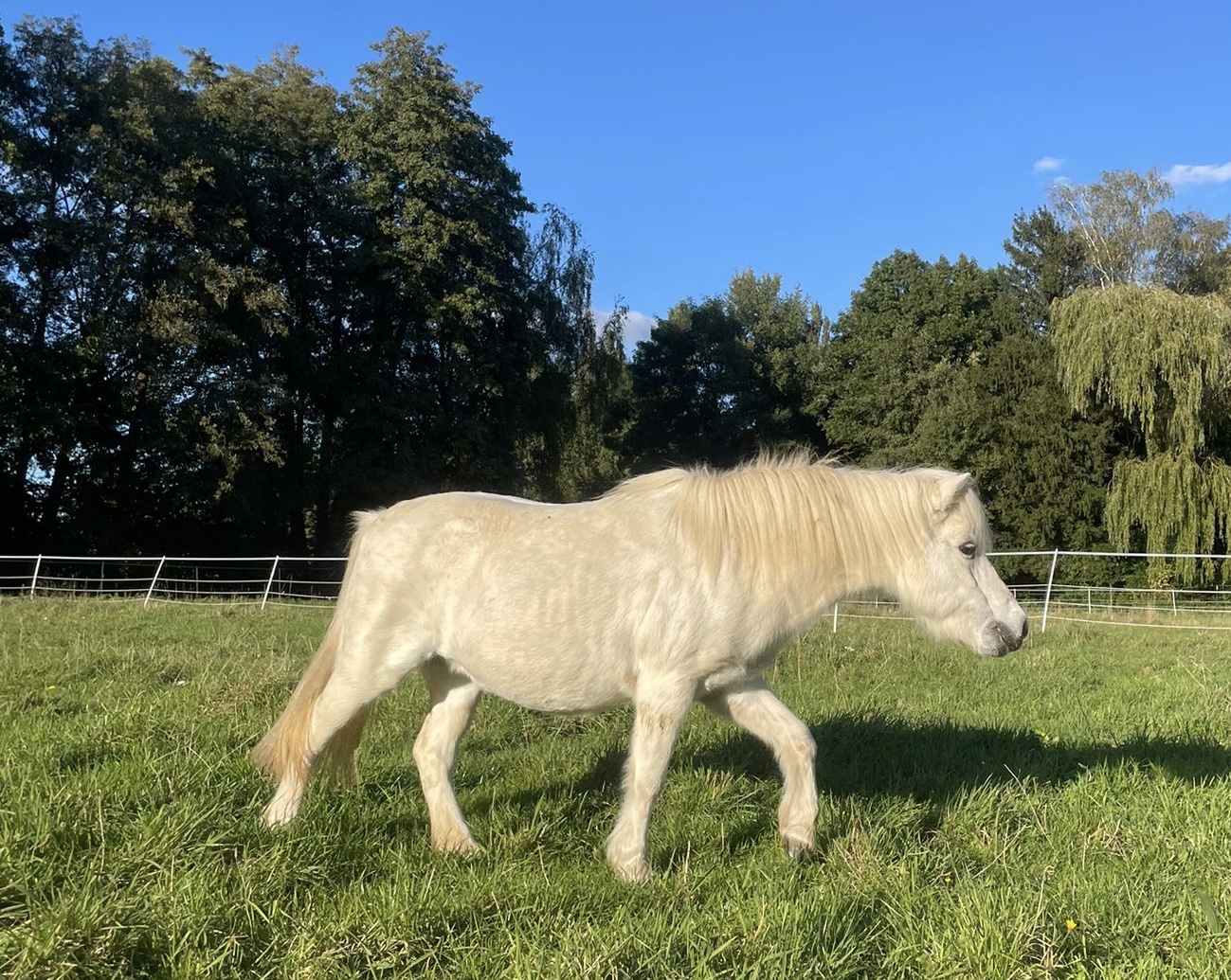 Fruchtzwerg (Frutti)